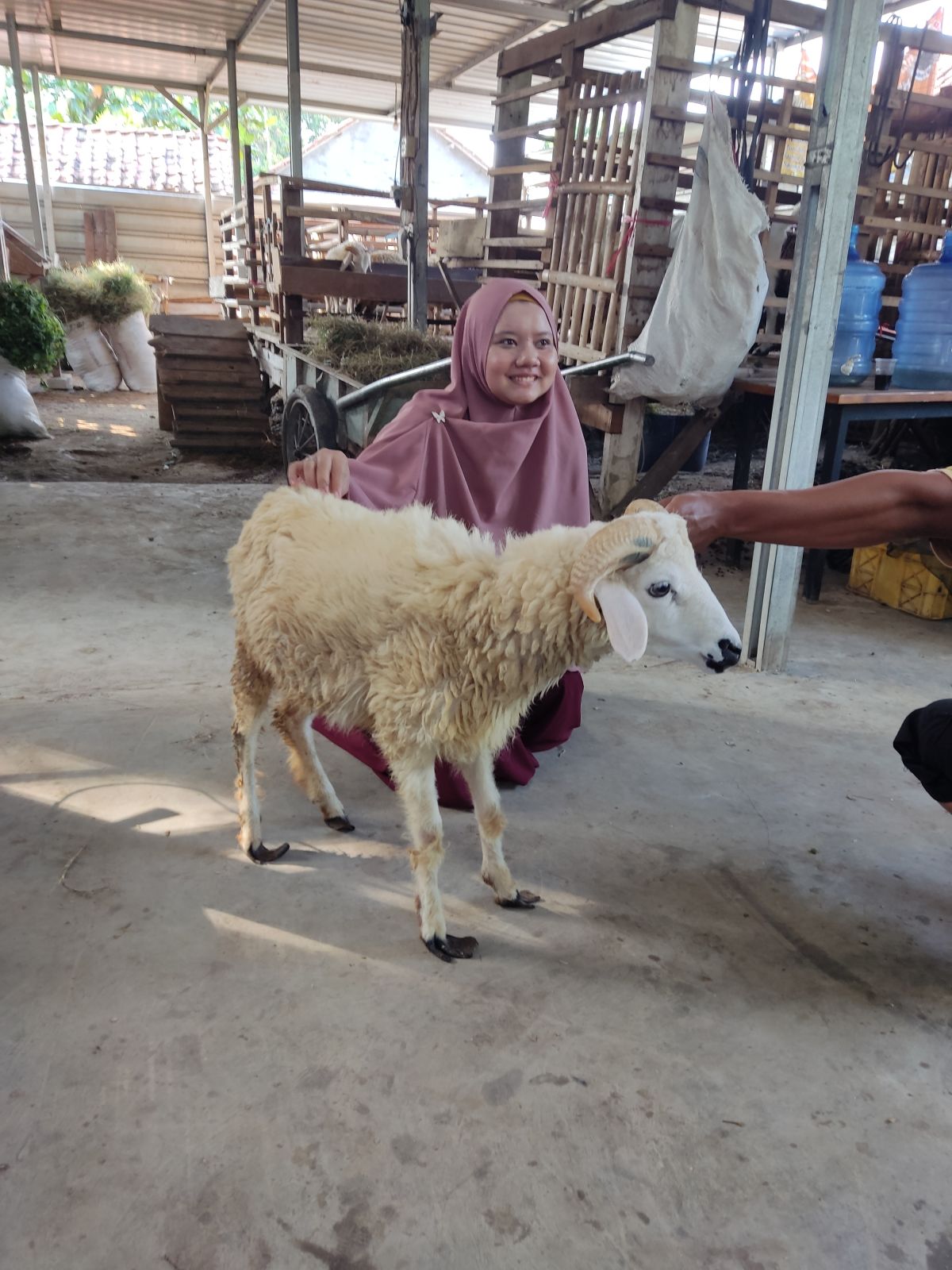 Pemilihan Hewan Aqiqah
