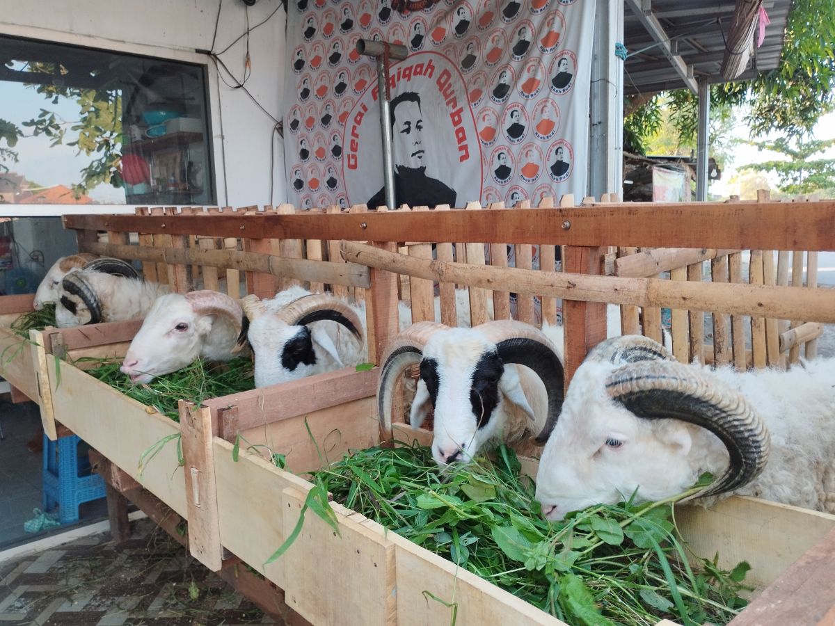 Pemeliharaan Hewan Qurban
